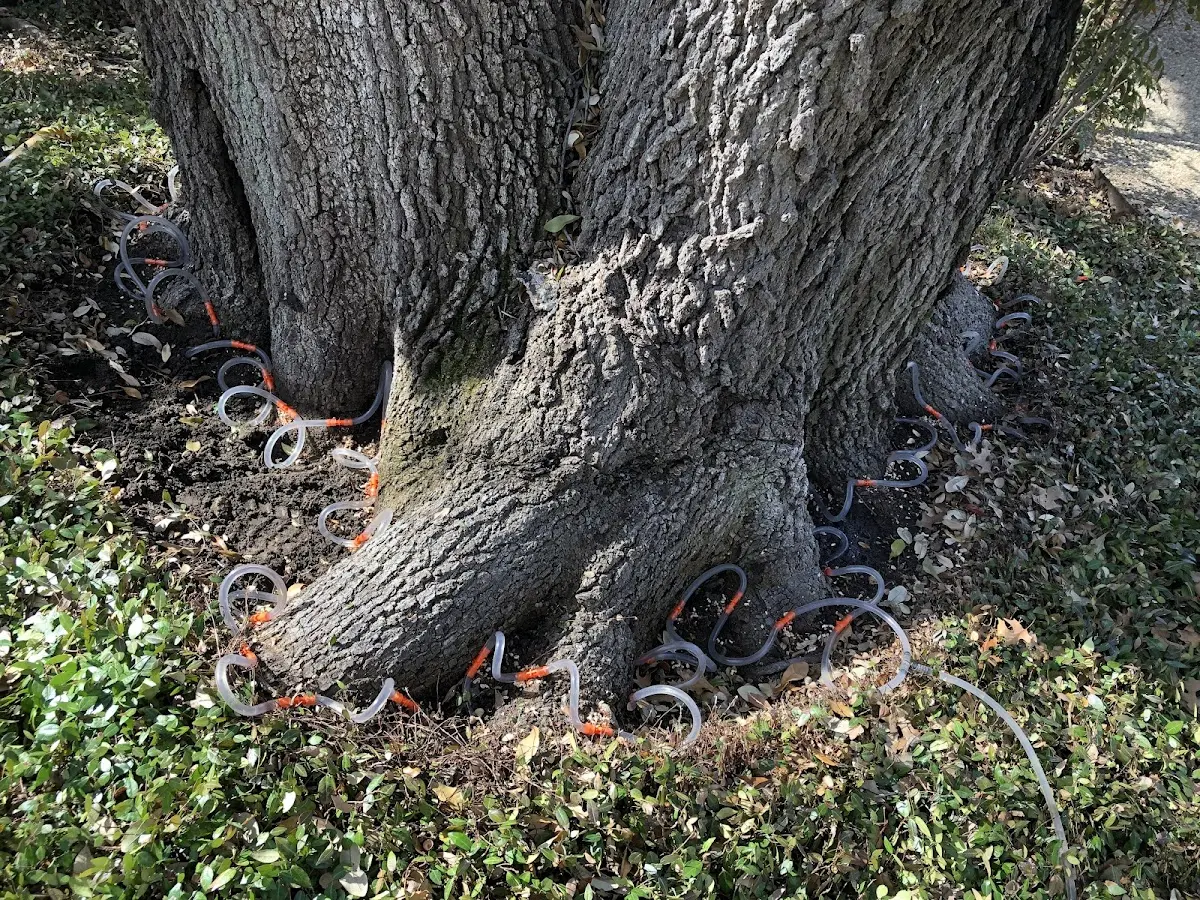 Detailed Tree Cabling and Bracing job site in Powder Springs