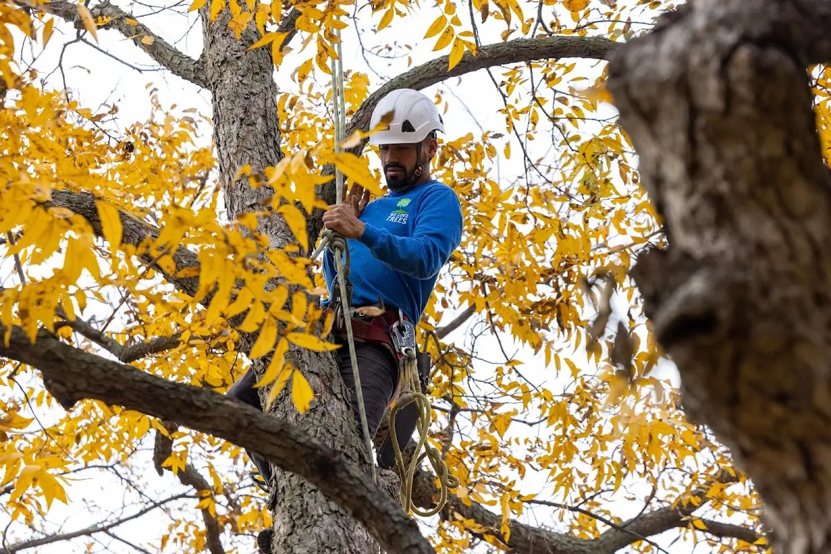Skilled Tree Pruning crew working in Powder Springs