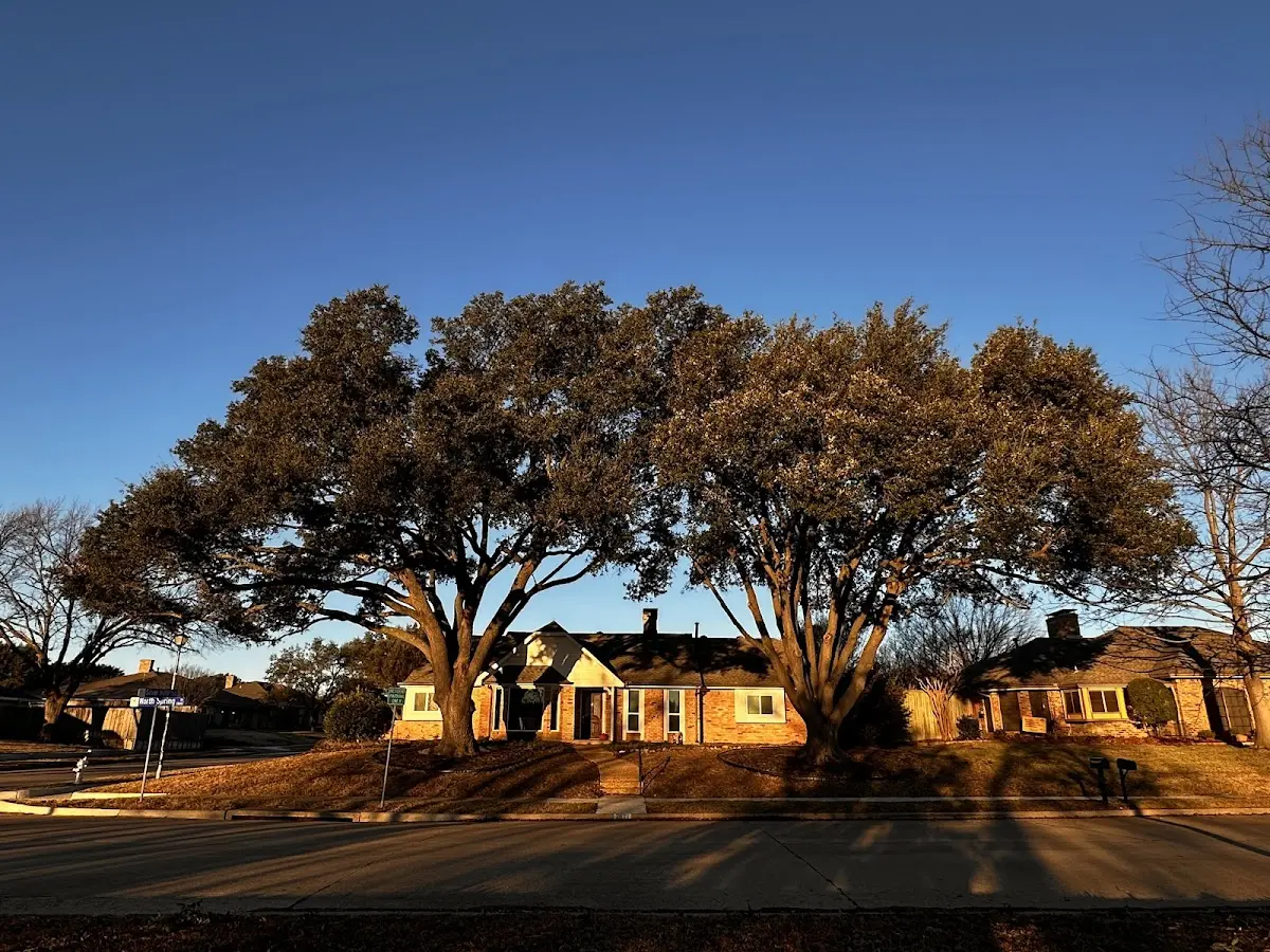 Established residential canopy tree shading a home in Powder Springs